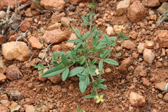 Cleome aspera